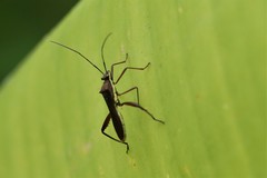 Riptortus linearis