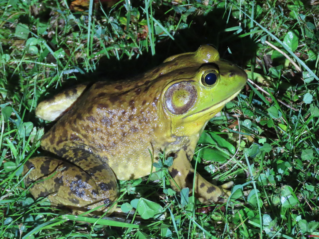 American Bullfrog From Font Hill, Ellicott City, MD 21042, USA On ...