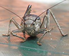 Hetrodes pupus pupus