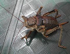 Hetrodes pupus pupus