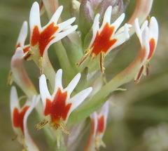 Hebenstretia robusta