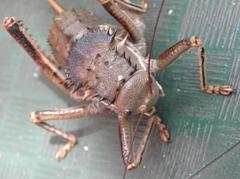 Hetrodes pupus pupus