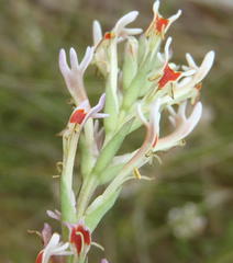 Hebenstretia robusta