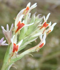 Hebenstretia robusta