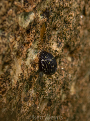 Neritoidea