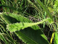 Berkheya setifera