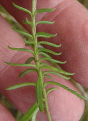 Hebenstretia robusta