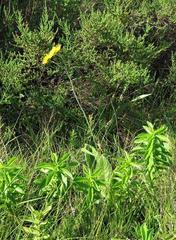 Berkheya setifera