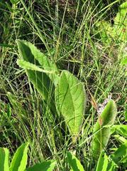 Berkheya setifera