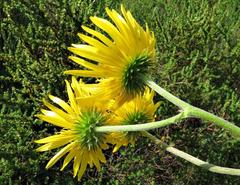 Berkheya setifera