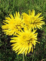 Berkheya setifera
