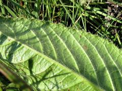 Berkheya setifera
