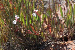 Pelargonium lanceolatum