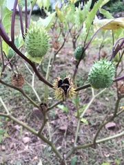 Datura stramonium