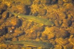 Catostomus macrocheilus