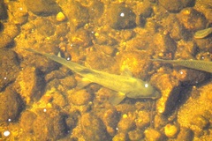 Catostomus macrocheilus