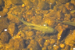 Catostomus macrocheilus
