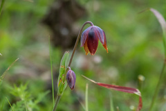 Calochortus barbatus