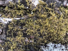 Bilimbia sabuletorum