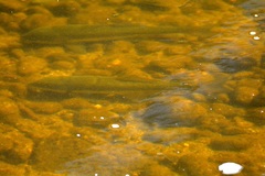 Catostomus macrocheilus