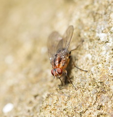 Helinomydaea fuscoflava