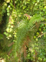 Trichomanes strictum