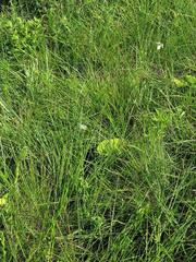 Moraea pubiflora image