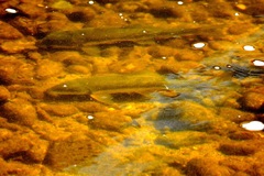 Catostomus macrocheilus