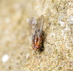 Helinomydaea fuscoflava
