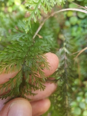 Trichomanes strictum