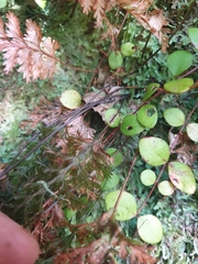 Trichomanes strictum