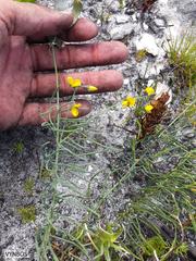 Lebeckia