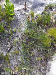Lebeckia