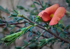 Gompholobium uncinatum