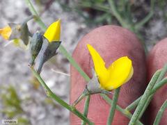 Lebeckia