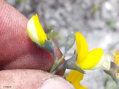 Lebeckia