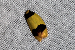 Heterallactis euchrysa