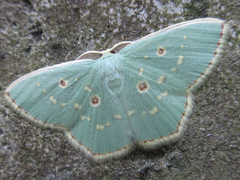 Comostola subtiliaria