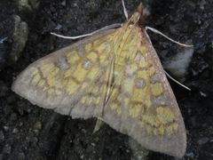 Uresiphita gracilis