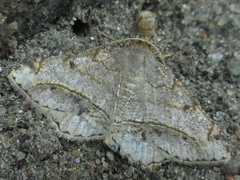 Chiasmia hebesata