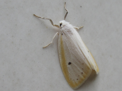 Miltochrista calamina