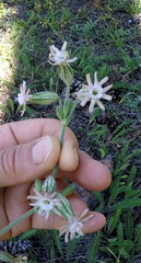 Silene scouleri pringlei