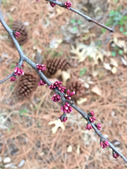 Cercis canadensis texensis