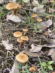 Fungi