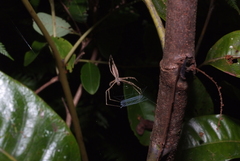Menneus neocaledonicus