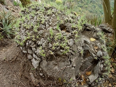 Beaucarnea glassiana