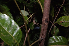 Menneus neocaledonicus