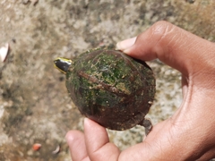 Cuora amboinensis couro