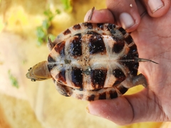 Cuora amboinensis couro