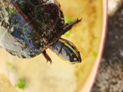 Cuora amboinensis couro